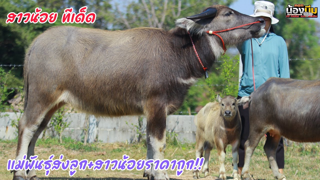 (29/01/69)แบ่งปันสาวน้อยอนาคตไกล+แม่พันธุ์ส่งลูกถูกสุดๆ คอกน้องบีม☎️082-679-1523