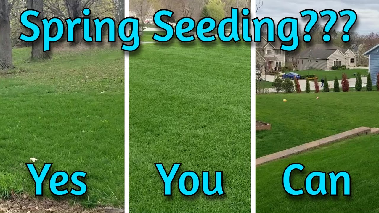 Can You Plant Grass Seed in the Spring? Of Course You Can!!