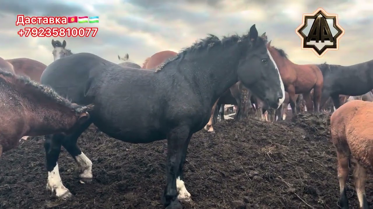 Г Абакан 2025 йил Қулун Тойлар Савдоси Авжида ДИЛМУРАД ХОЖИ 01.11.2025 йил