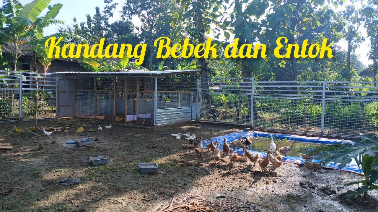 Kandang Bebek dan Entok