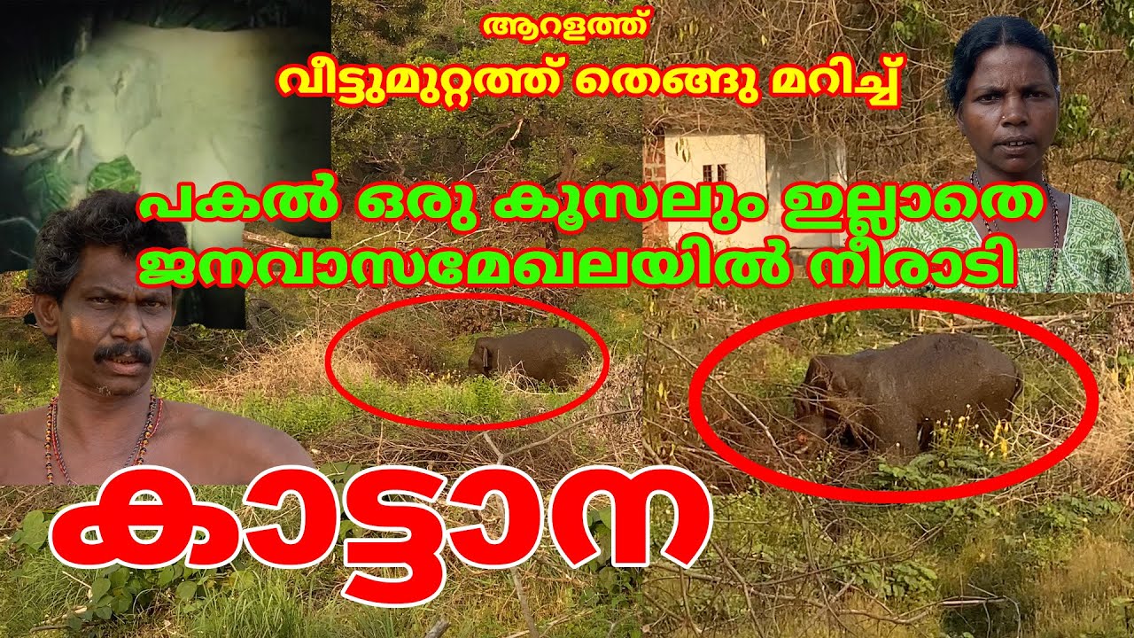 വീട്ടുമുറ്റത്ത് തെങ്ങു മറിച്ച് പകൽ ഒരു കൂസലും ഇല്ലാതെ ജനവാസമേഖലയിൽ നീരാടി കാട്ടാന #elephant #aralam