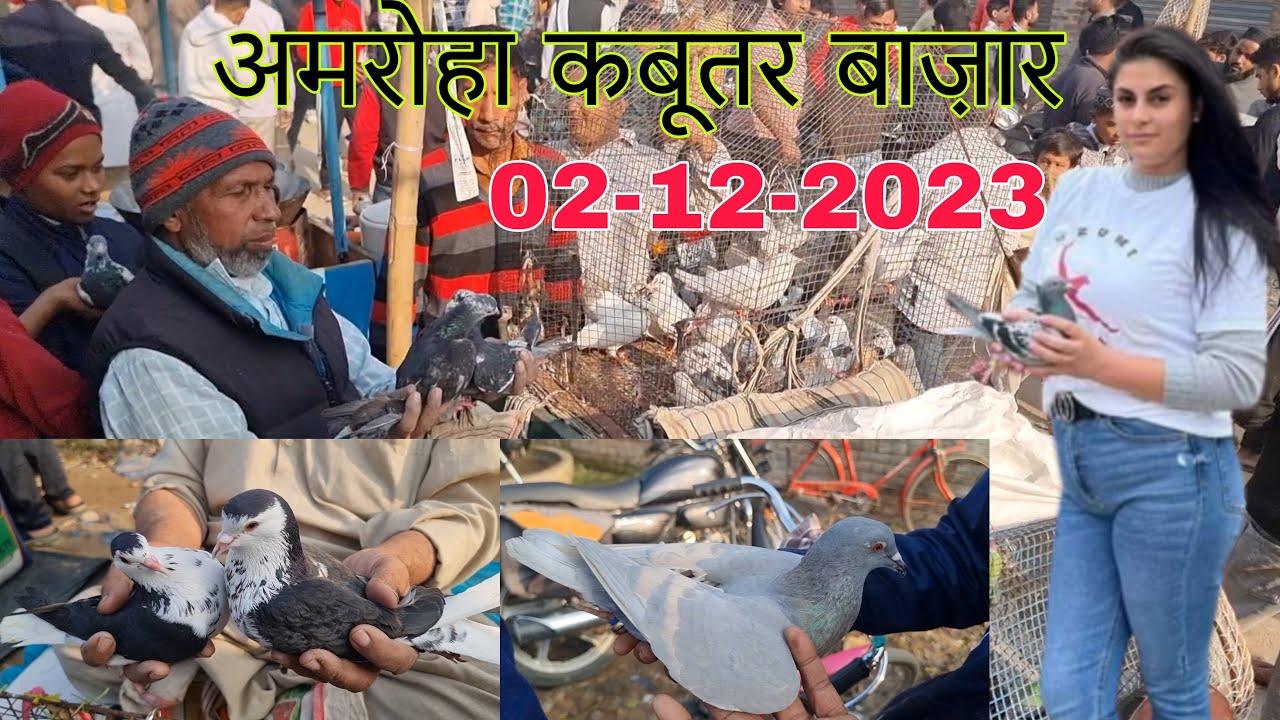 Amroha kabootar market 🕊️ 02-12-2023. अमरोहा कबूतर बाज़ार। Gola kabootar market. Bird market India.