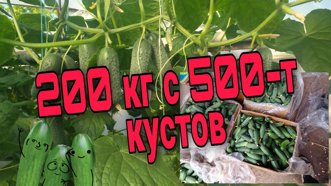 Сколько огурцов можно собрать с 500 кустов?