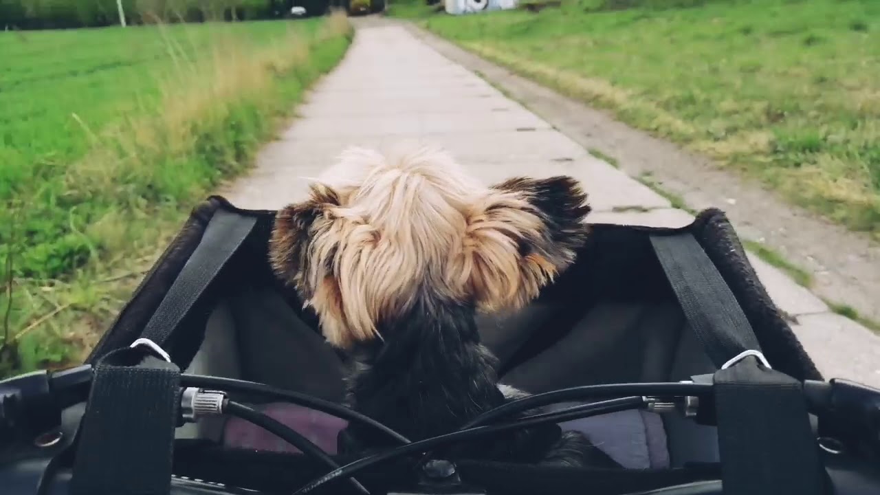 Napoleon testuje transporter rowerowy firmy Trixie