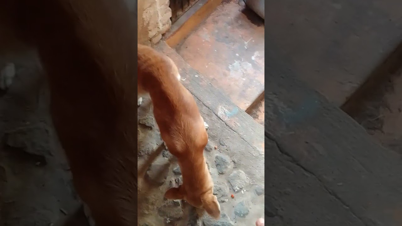 Meet 