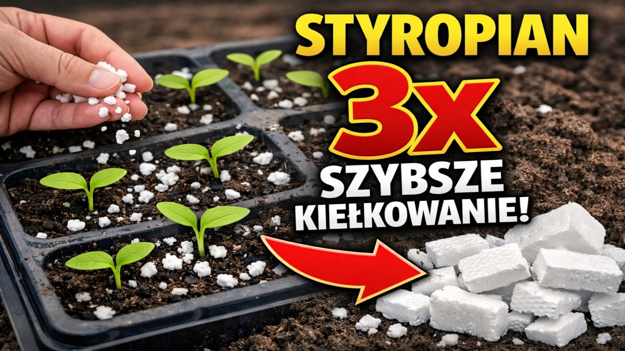 Zapomnij o perlicie i wermikulicie! Styropian przyspiesza wschody aż TRZYKROTNIE. Sprawdzamy starą