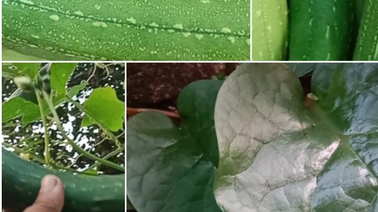 आज चाहिँ म घिरौला टिप्दै छु है 🧺🤷🥒🥒🥒🥒🥒 र पोई साग देखाउँदै छु#easter 