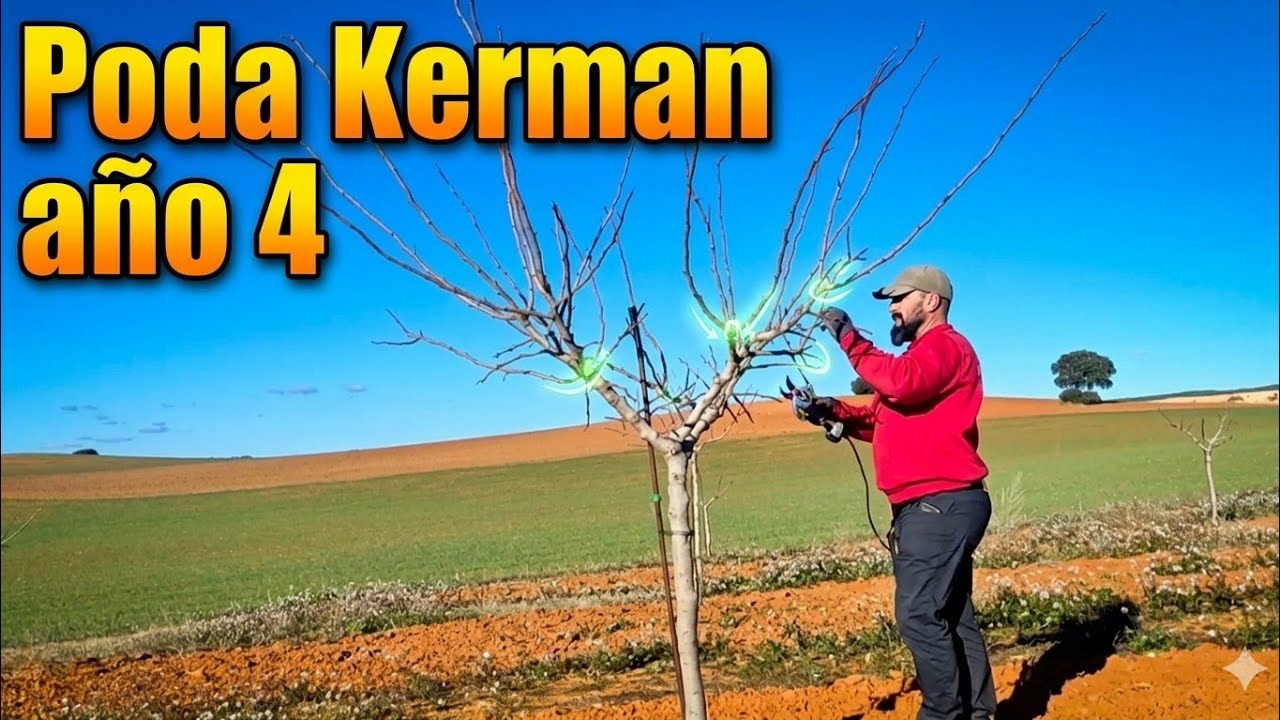 Poda kerman año 4
