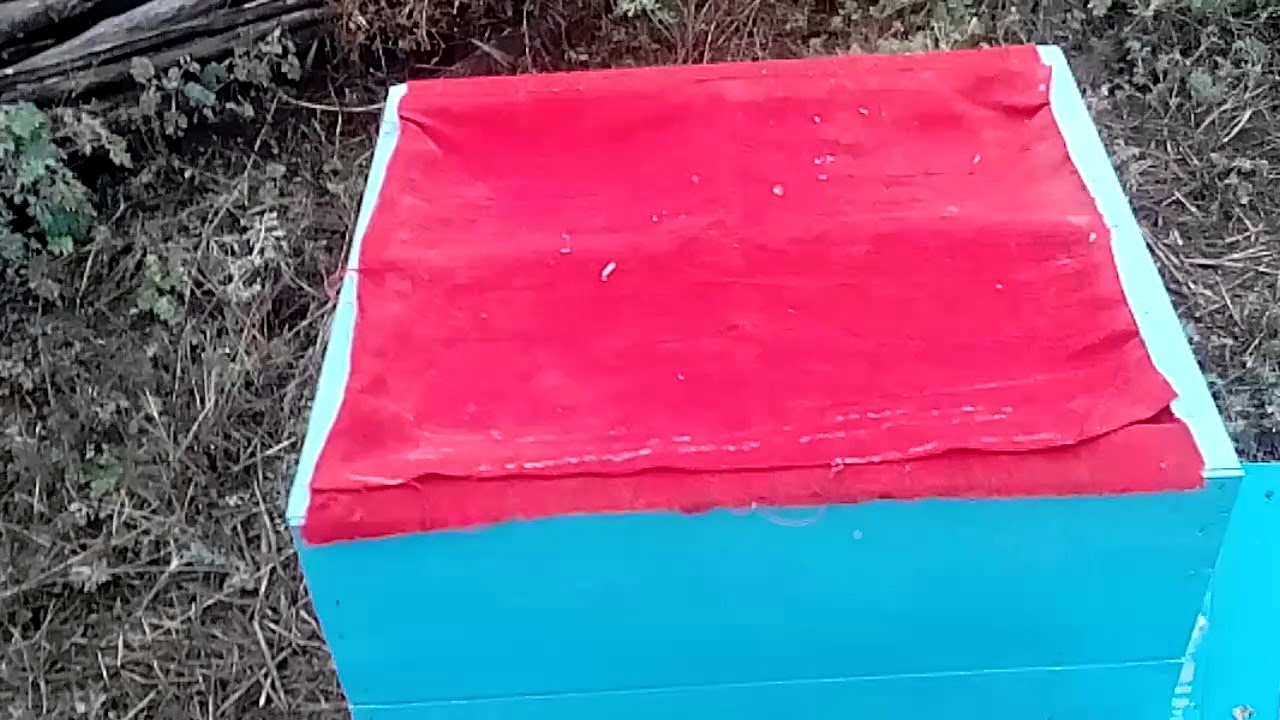 Зимовка запасных маток