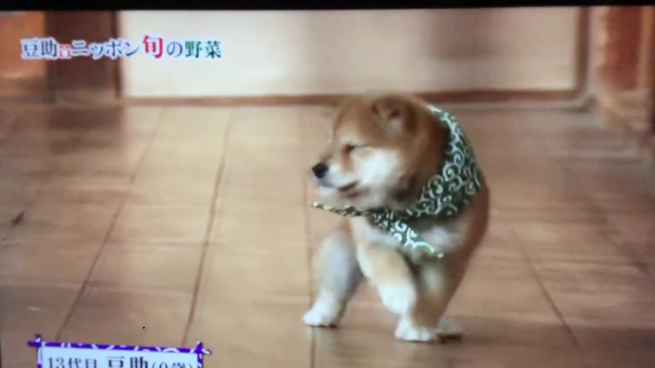 Cute Japanese Shiba Inu Dog! (Mamesuke From, &ldquo;Japanese Style Originator&rdquo; on Netflix)