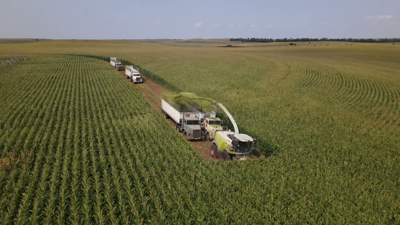 Silage 2021 in Nebraska (Claas Jaguar 990 and Claas Jaguar 970)