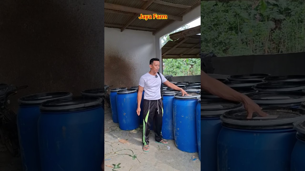untuk drum wadah pakan silase ternak ready njeh monggo bisa langsung hubungi via kami langsung
