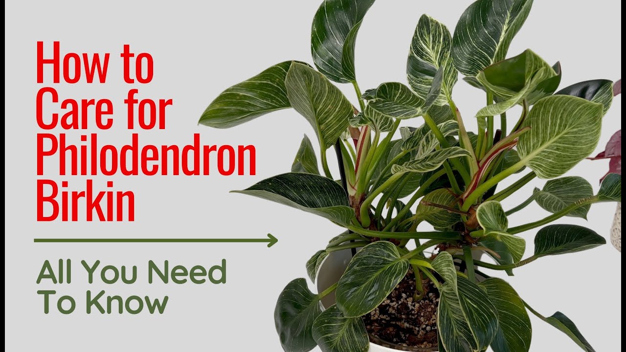 How to Care for Philodendron Birkin? Variegation, Light, Watering, Repotting, and More!