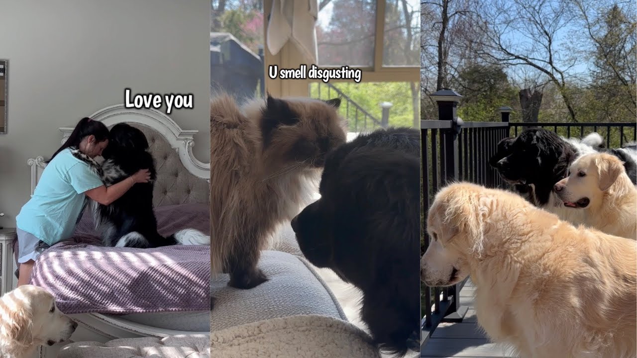 My Dog Does This Every Morning