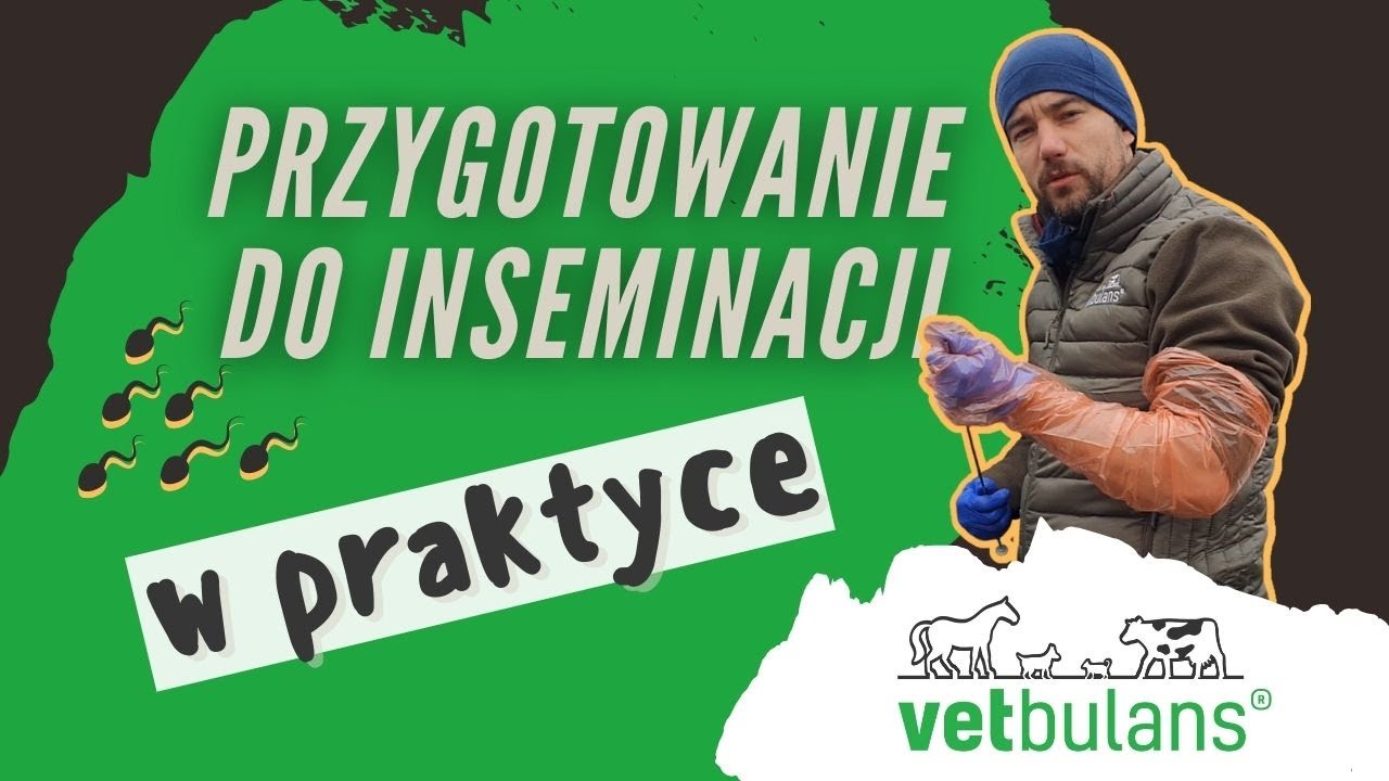 Jak przygotować nasienie buhaja do krycia? | Inseminacja krowy - przygotowanie nasienia | weterynarz