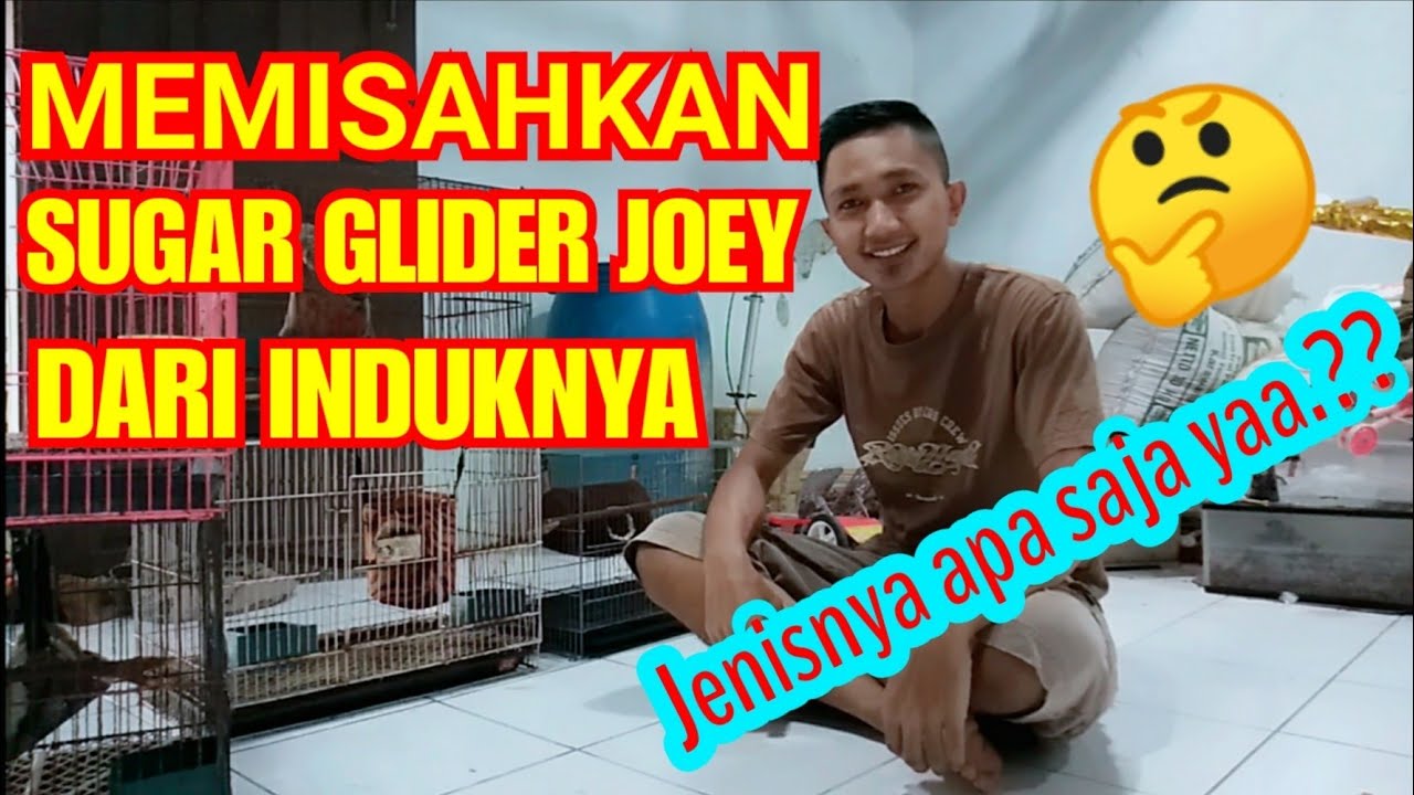 MEMISAHKAN SUGAR GLIDER JOEY DARI INDUKNYA