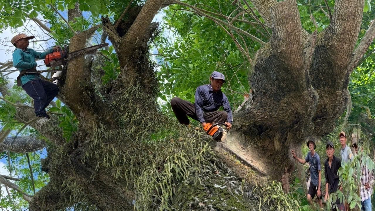 Cưa C&acirc;y C&ograve;ng, C&acirc;y Sao To, B&aacute;m Đầy Rong R&ecirc;u,Gần Nh&agrave;, Gần D&acirc;y Điện, Cưa Kỹ Thuật, 416