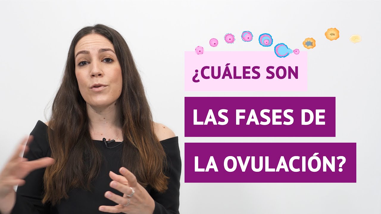 ¿Cuáles son las distintas fases de la ovulación? ¿Qué ocurre en cada una de ellas?
