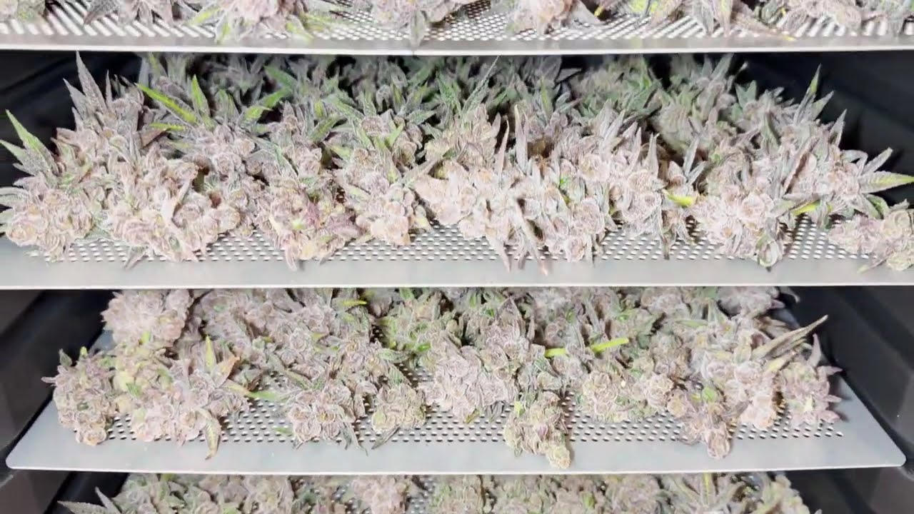 🍇 Radical Juice by Ripper Seeds