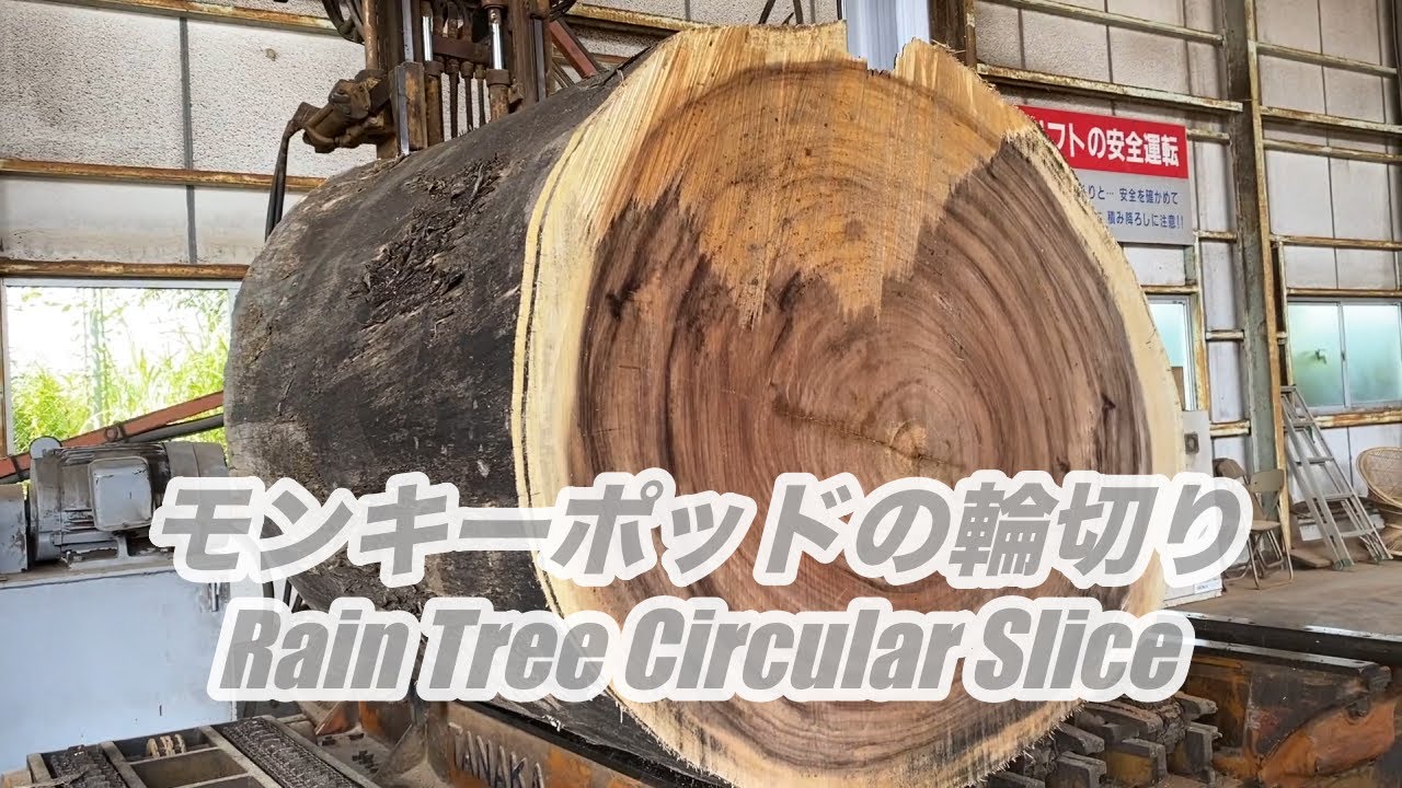 モンキーポットの輪切りの製材です。輪切りは可愛いでしょう。Rain Tree Circular Slice!!