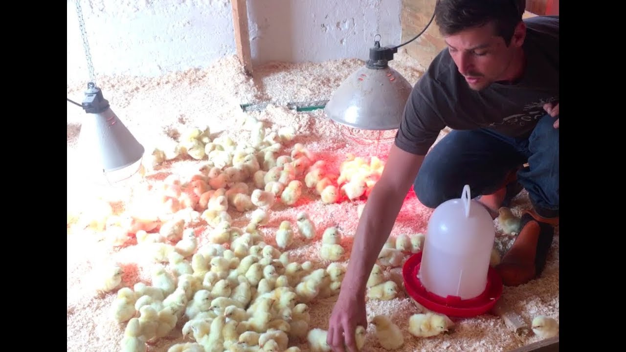 S5 ● E31 Introducing 1000 Day Old Chicks to the brooder