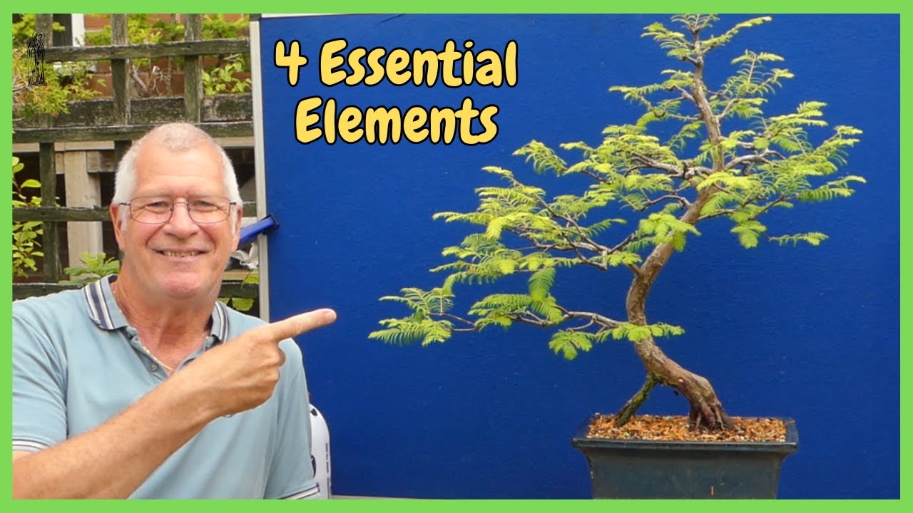 Is it Too LATE to prune my Dawn Redwood Bonsai | 4 KEY Signs