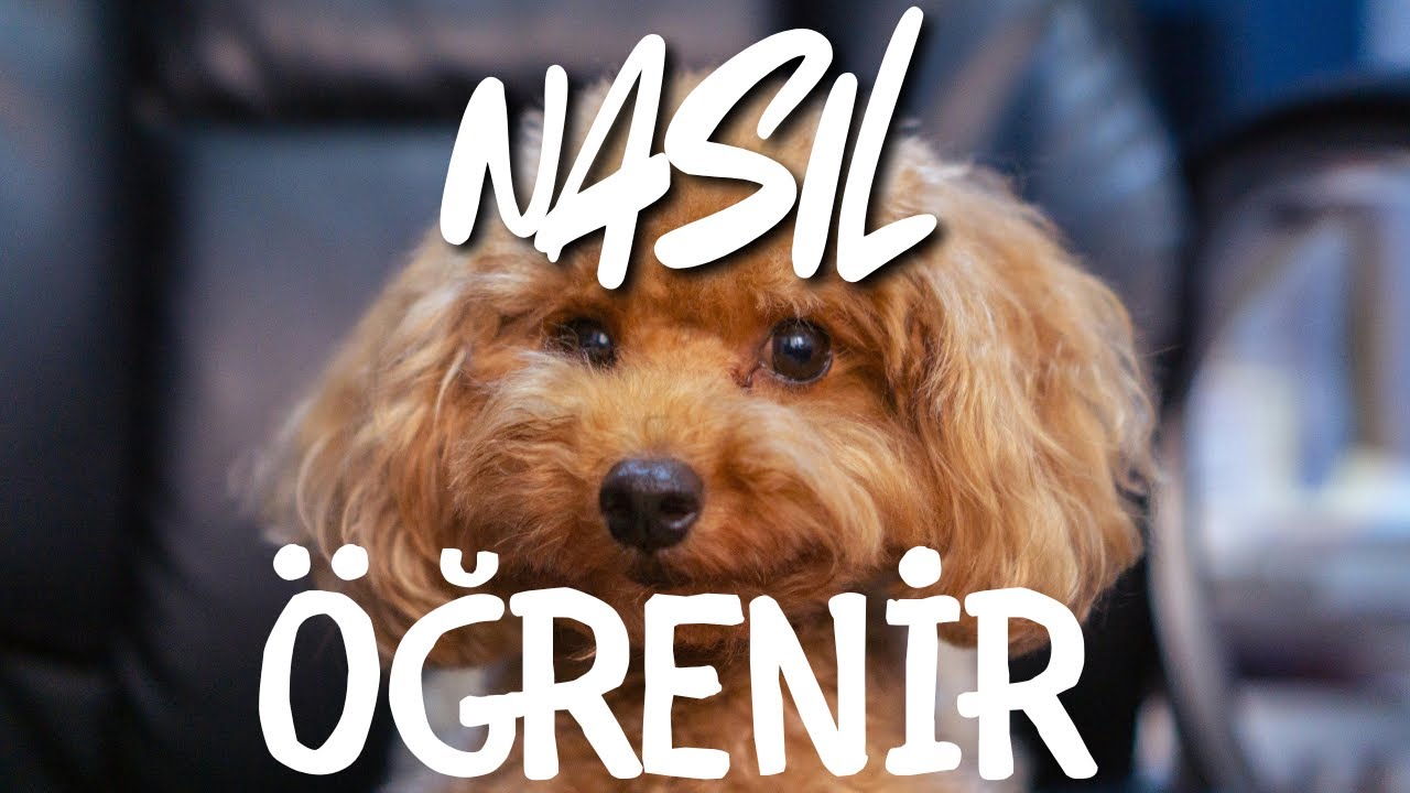 Köpekler Bir Şeyi Nasıl Öğrenir? Operant Şartlanma Nedir? Detaylı Anlatımla Köpek Davranışları