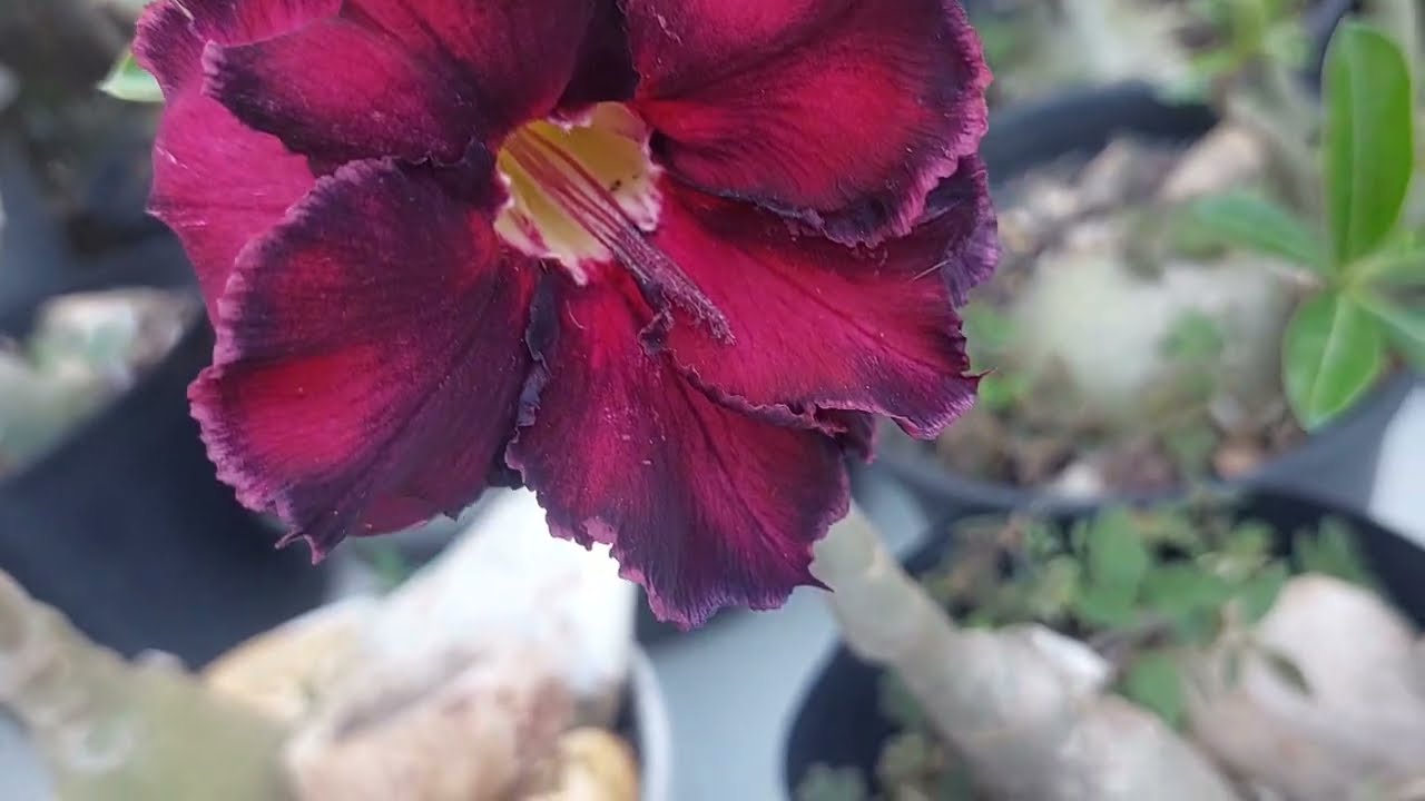 Orqu&iacute;deas ,avenca rosa do deserto 🏜 #@gilberto peralta lapida&ccedil;&atilde;o e joias artesanais #