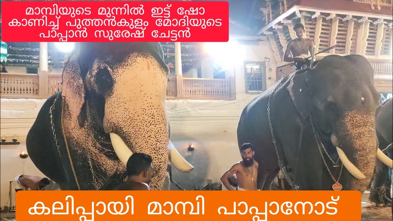 ചേട്ടൻ ആനയെ കുറച്ച് മാറ്റി നിർത്തിക്കെ മാമ്പി പുത്തൻകുളം മോദിയുടെ പാപ്പാനോട് | #aanapremi #angry