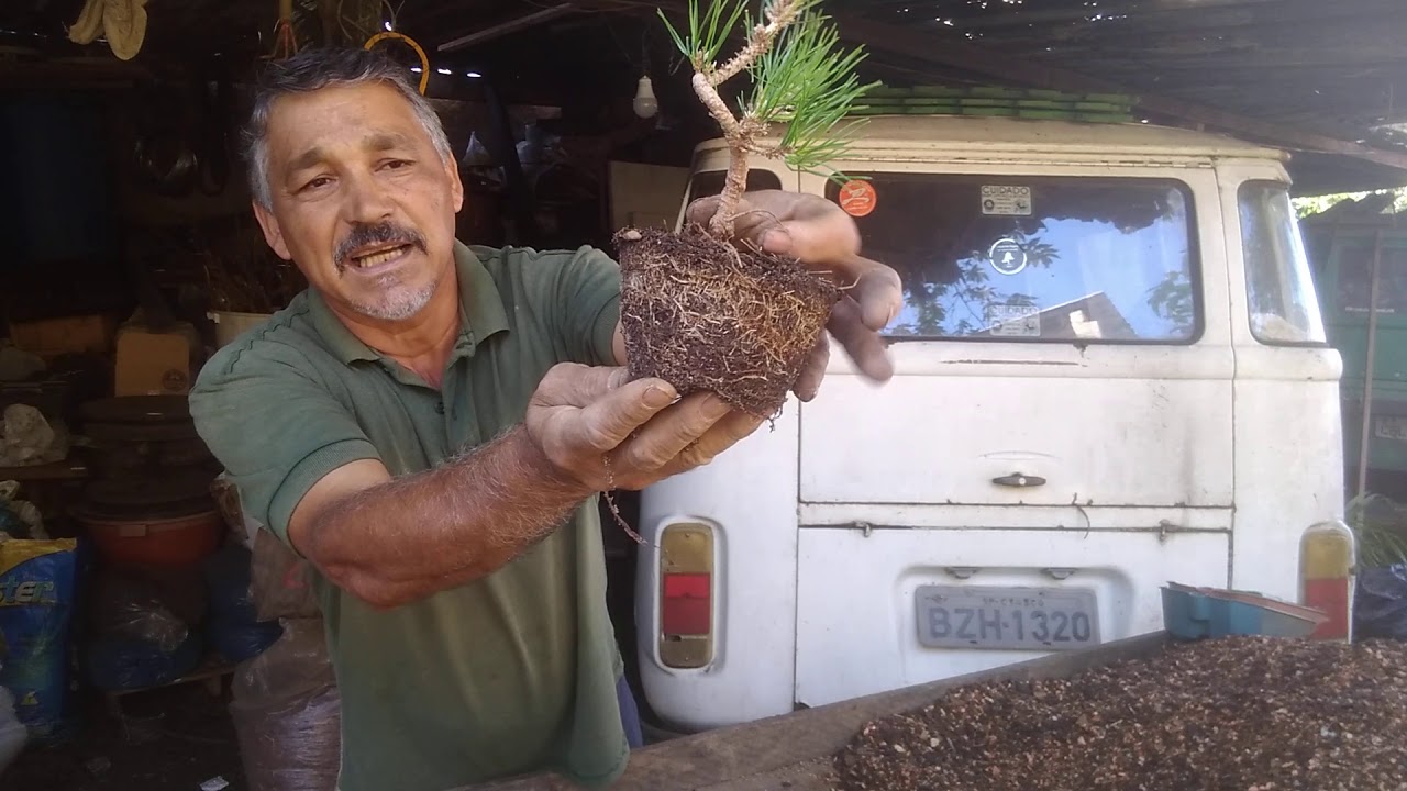 Falso replantio de mudas de pinheiro negro pra bonsai