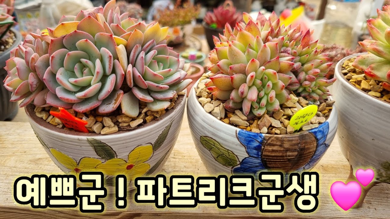 파트리크군생 분갈이