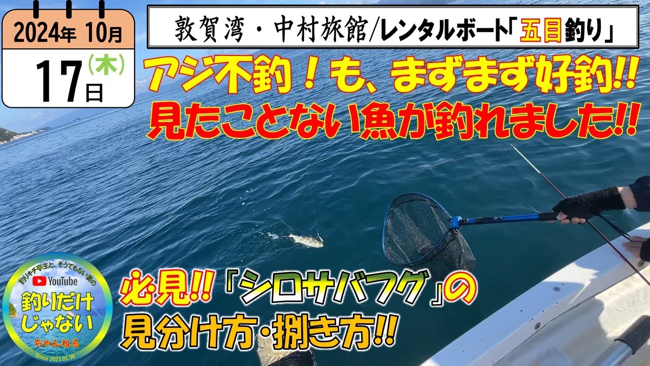 【2024年10月中旬】福井・敦賀湾・中村旅館レンタルボート釣り。アジの魚影薄くも、あの手この手で大物ゲット、初見の魚の正体とは？美味しい外道「シロサバフグ」の見分け方と捌き方解説。