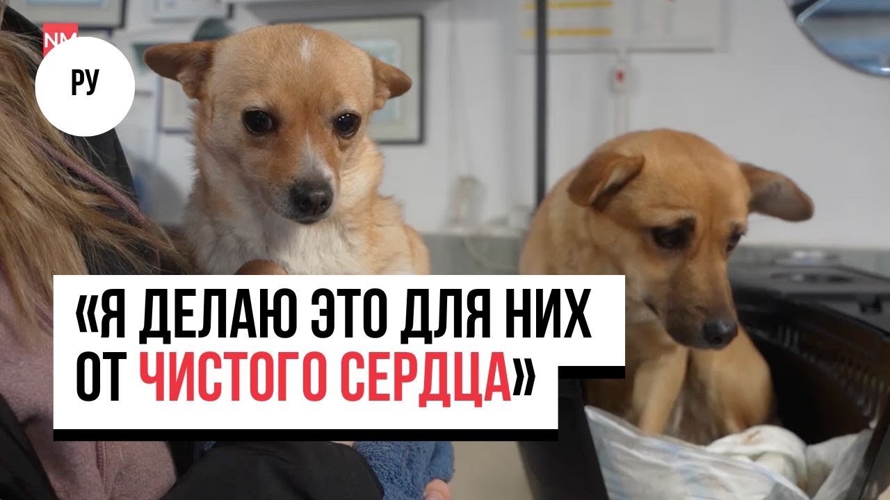 Операции, поиск дома и инвалидные коляски: как кишинёвская клиника спасает брошенных животных