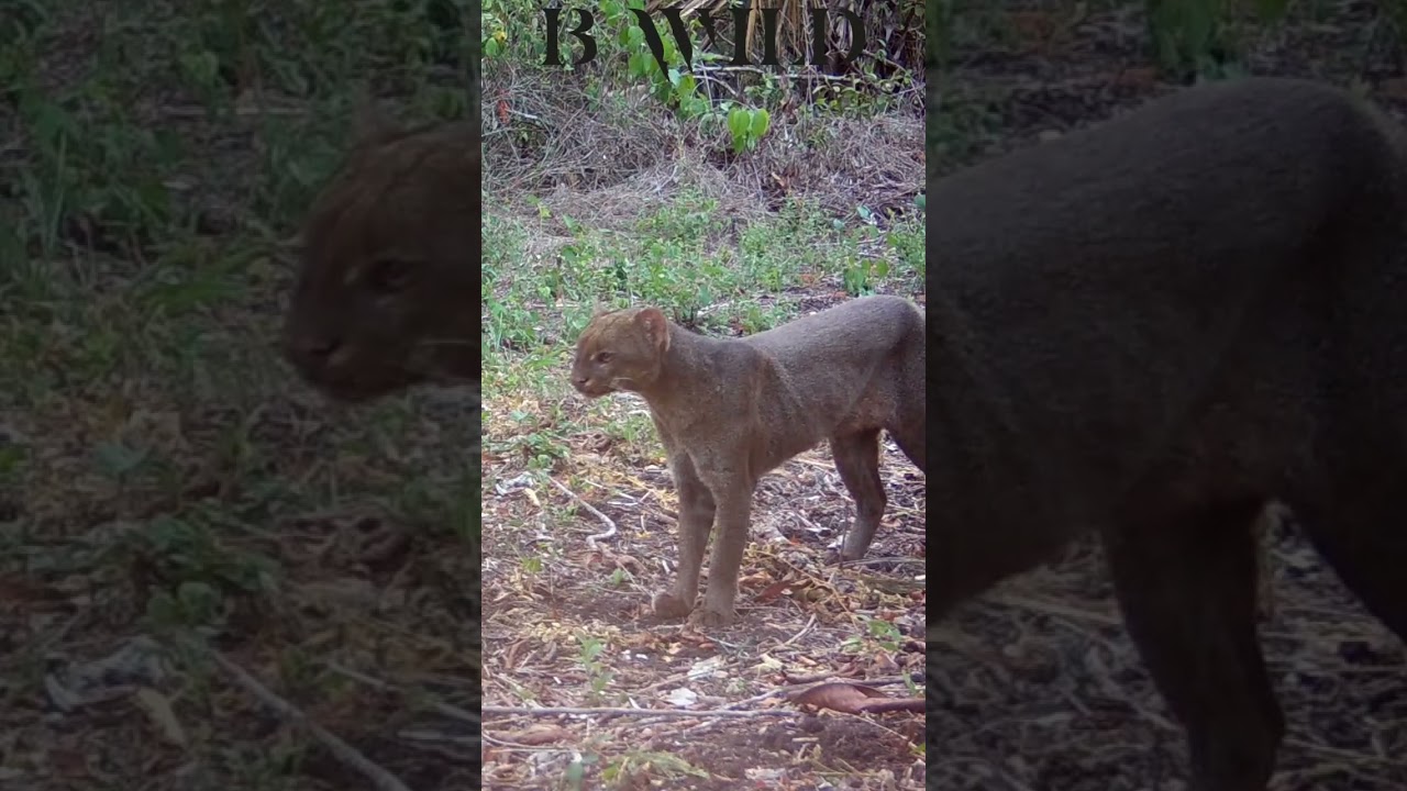 #onza #jaguarundi #mexico #bwild