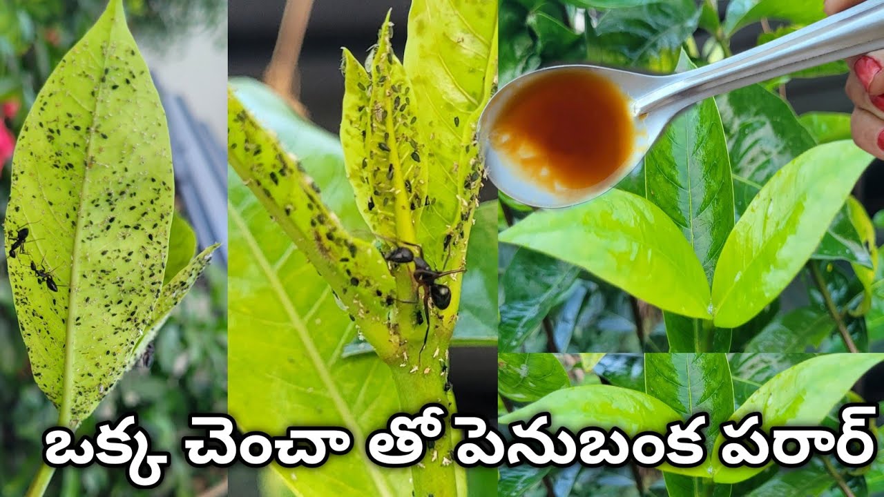 How to get rid of aphids | penu banka nivarana | how to control aphids & blackfly #aphids #pesticide