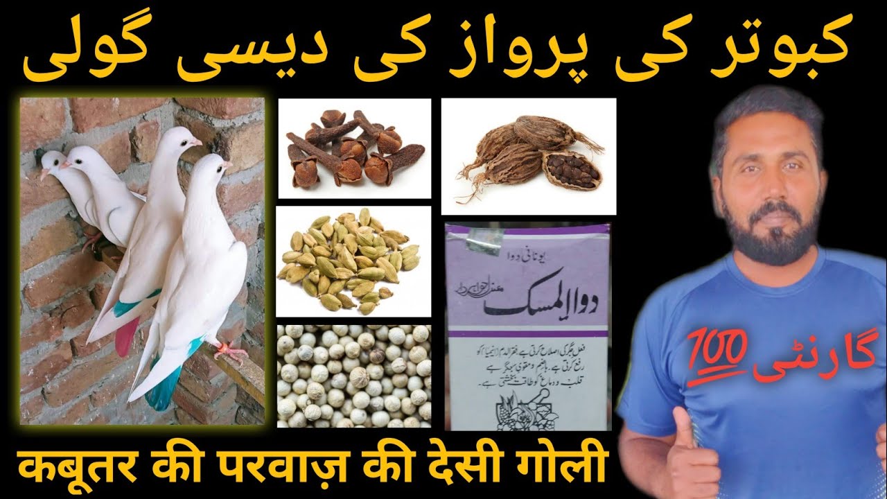 KABOOTAR KI PARWAZ KE LIYE DESI GOLI(NUSKHA) #aliimranpigeonsvlog #desigoli #kabotarbazi