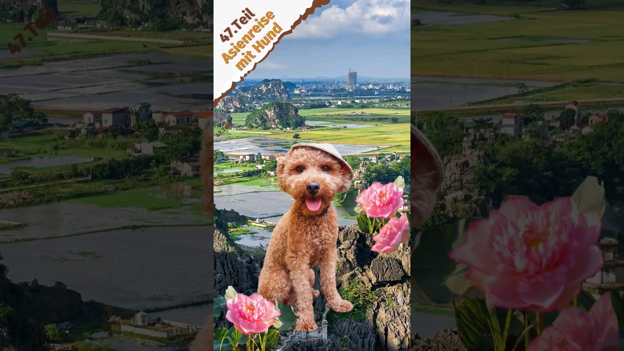 #hund #Hunde #asia #vietnam #reisen #travelvlog #dog #abenteuer #urlaub #shorts #pets #backpacking