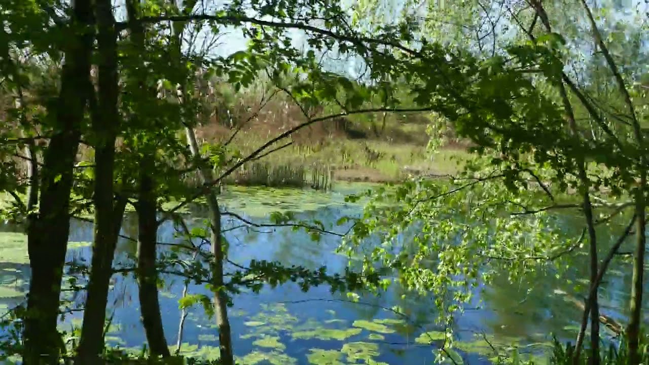 Staw Jamnik Dolny (Stawy Milickie, Kompleks Jamnik) (4K)