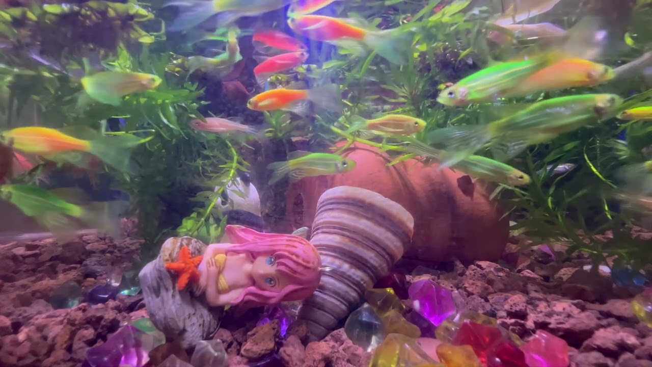 The small fish lies still in front of the predator, then suddenly swims away again to survive