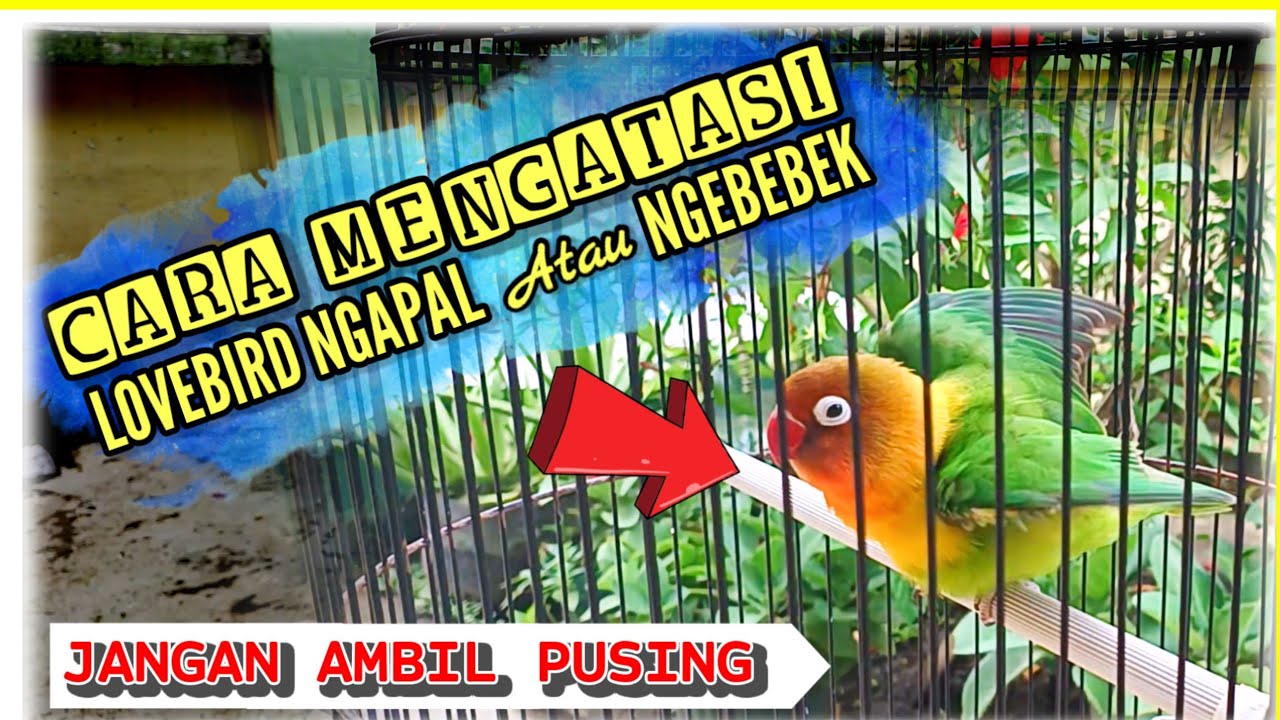 Cara Mengatasi Lovebird Betina Ngapal Ngebebek Atau Mesawat