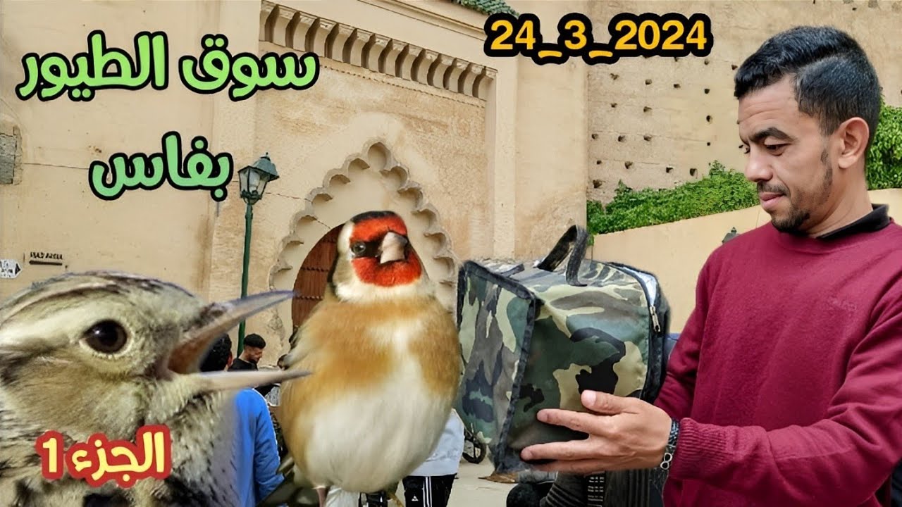 سوق الطيور بفاس ،باب الگيسة ،الأحد 24_3_2024 fes bab el guissa , dimanche