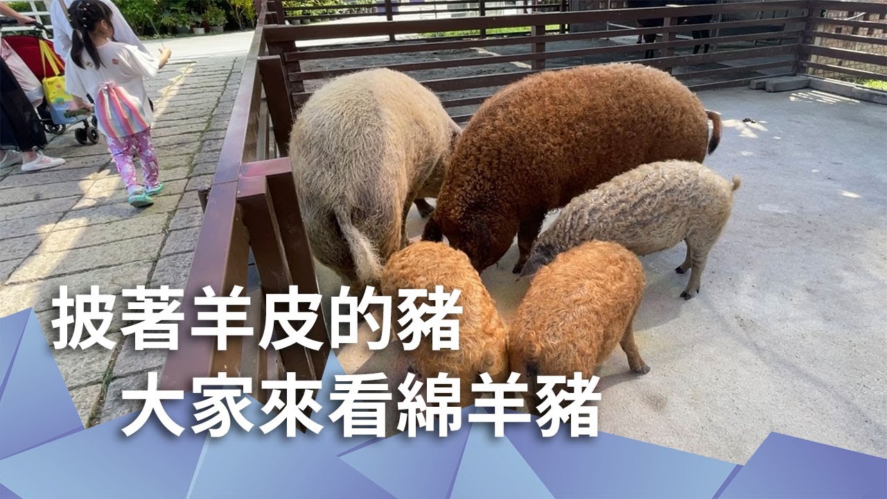 披著羊皮的豬　大家來看綿羊豬