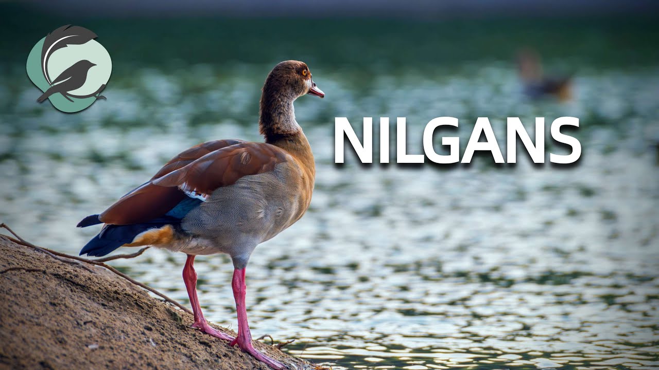 NILGANS 💮Zwitscherportrait💮 kleinfein -- Vogelstimmen - Vogelportrait - Steckbrief