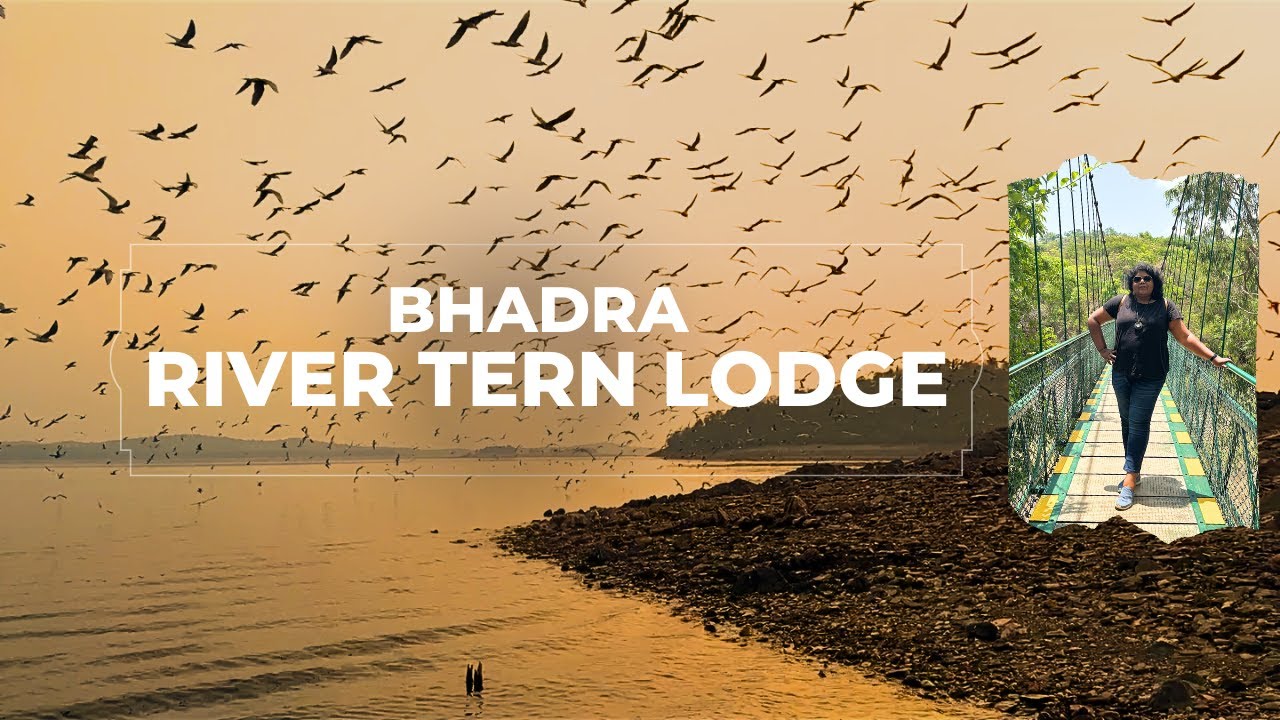 River Terns of Bhadra | River Tern Lodge JLR | Bhadra Tiger Reserve | Boat Safari Bhadra Backwaters