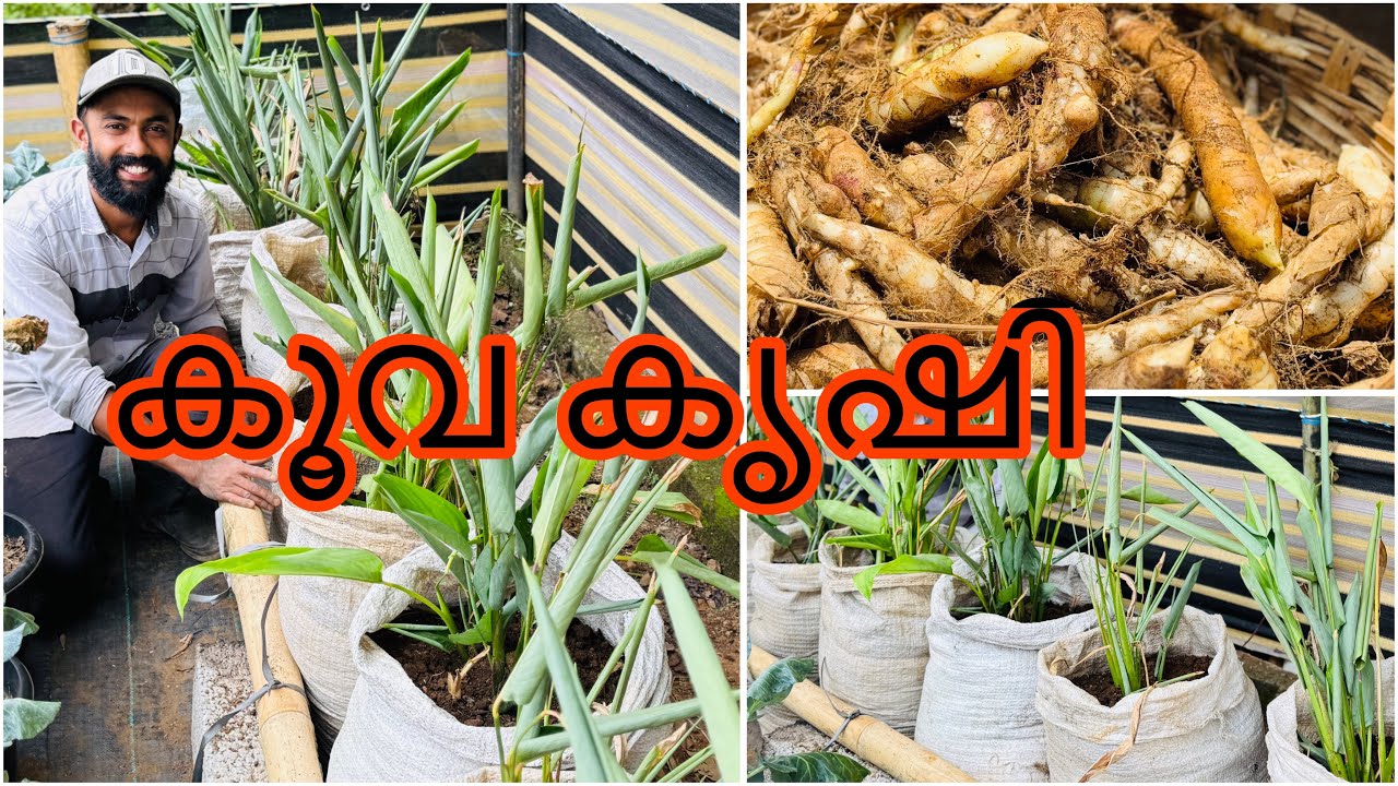 ഇതുപോലെയുള്ള ചാക്കിൽ കൂവ നട്ടുകൊടുത്താൽ👍😊😳