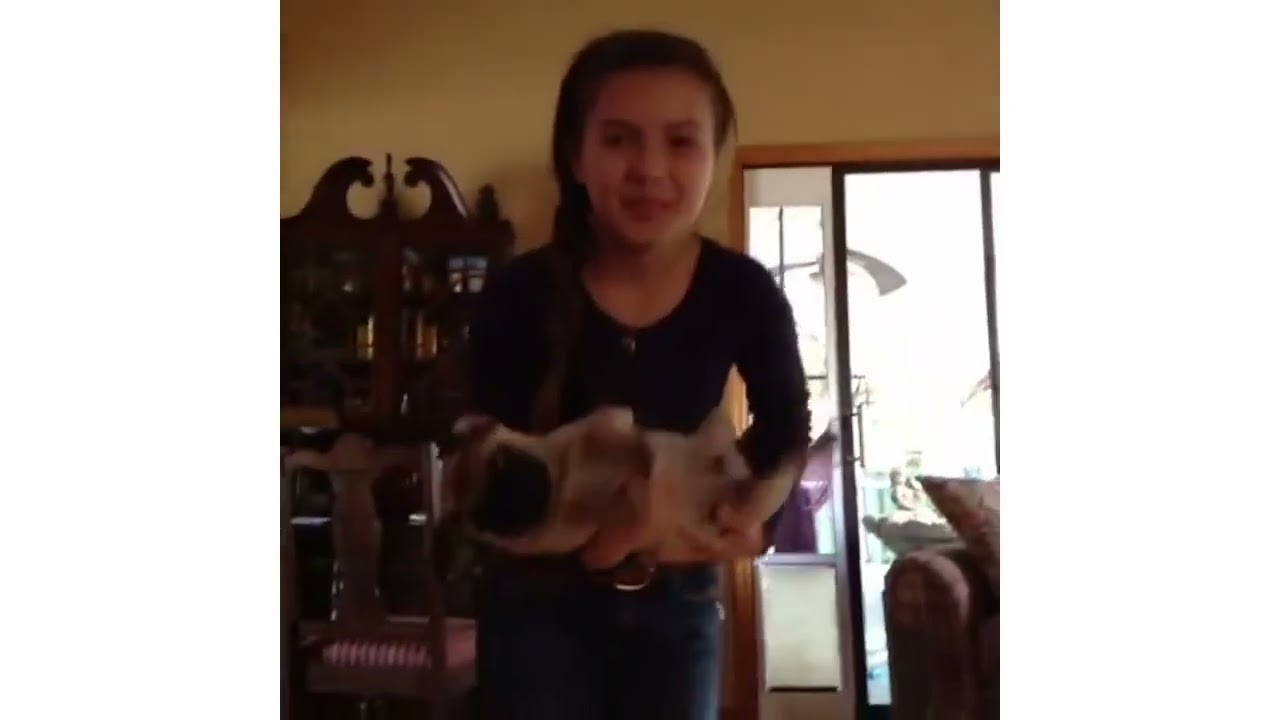 funny dog videos #funny #dogs #funnydog #funnyvideos #funnyanimal Cute Pug Vines of