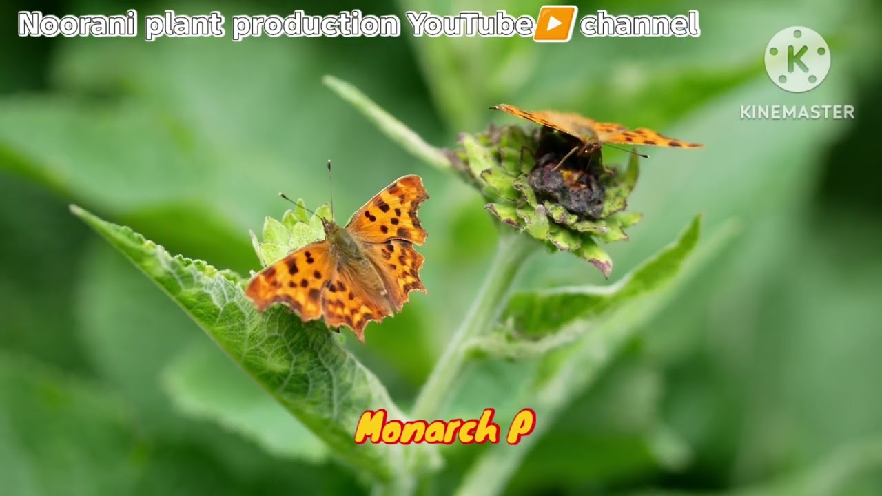 Black and Orange Butterfly🦋