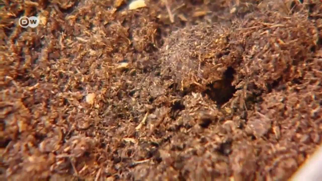 Antibiotic compounds from insects | Tomorrow Today
