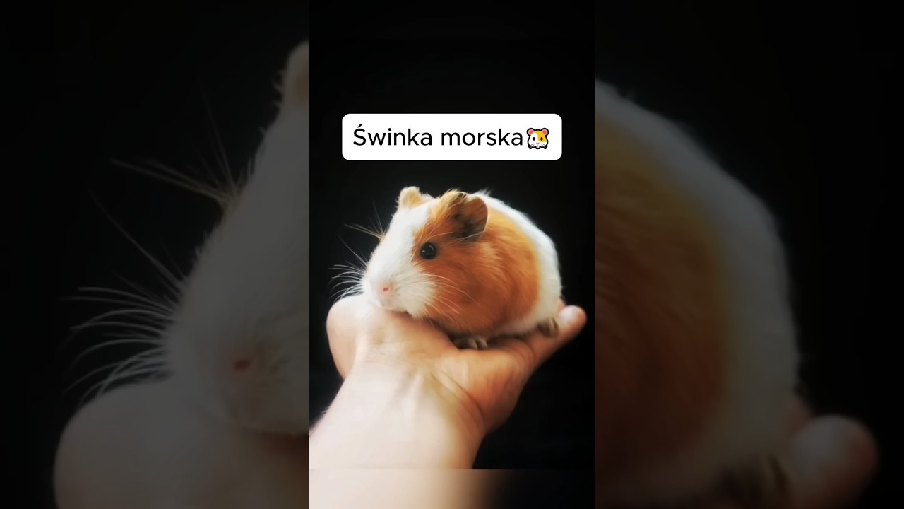 Jak wyglądają zwierzęta w ciąży 🍼 #shorts #zwierzęta #ciąża #ciaza #viral #fyp #youtubeshorts