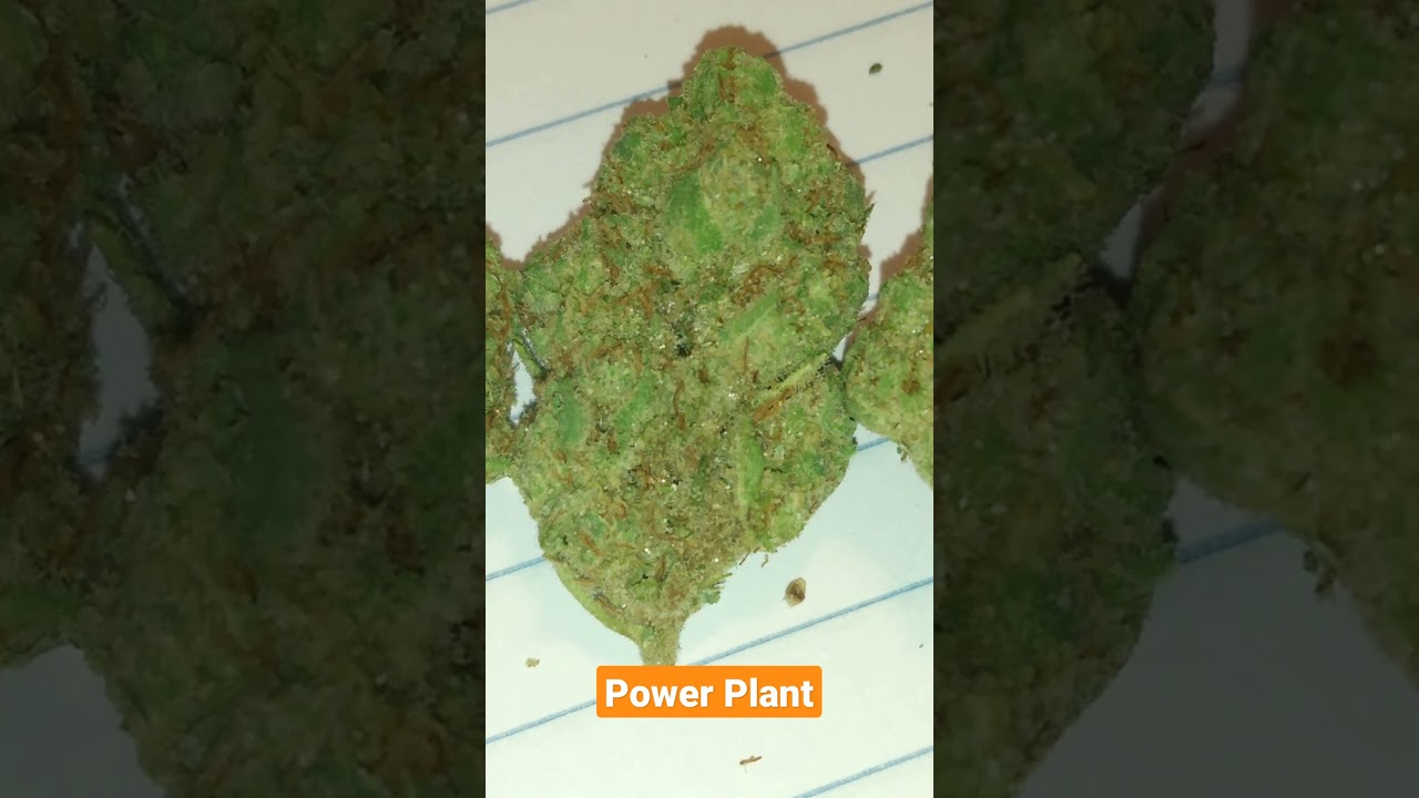 Cannabis Strain: Power Plant #shorts